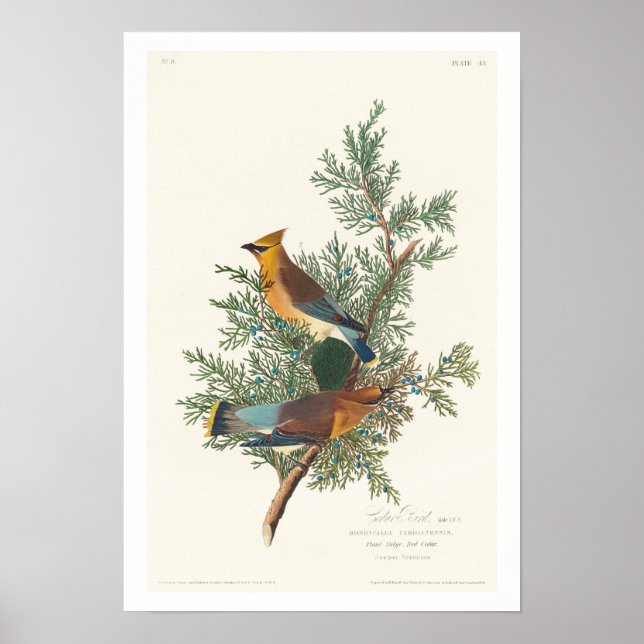 Cedar Bird por Audubon Poster (Frente)