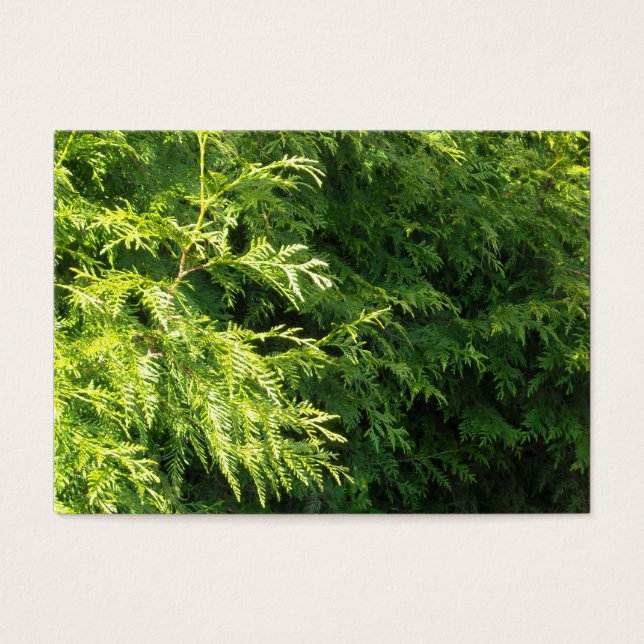 Cedar Hedge (Frente)