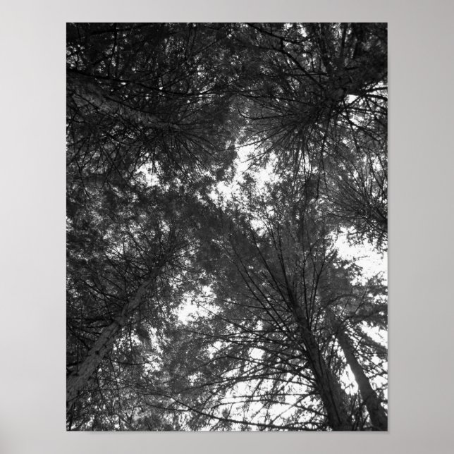 Cedar Tree Black and White Nature Forest Poster (Frente)