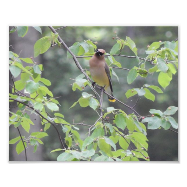 Cedar Waxwing Bird Foto (Frente)
