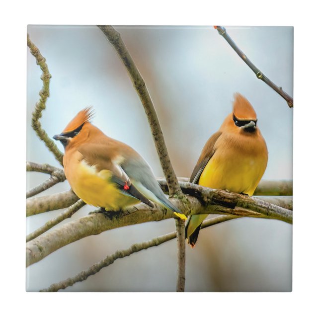 Cedar Waxwing - Foto Original (Frente)