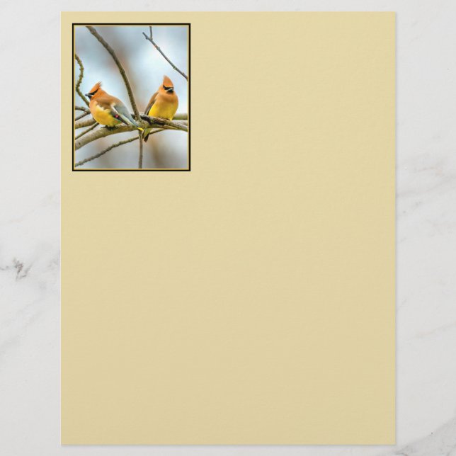 Cedar Waxwing - Foto Original (Frente)