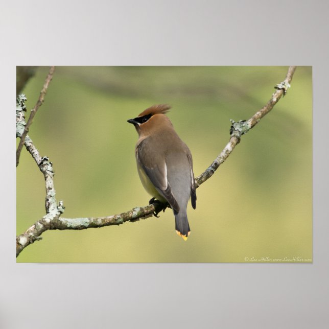 Cedar Waxwing Poster (Frente)