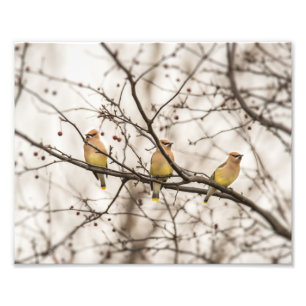 Cedar Waxwings no Impressão de Foto de inverno
