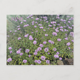 CELEBRAÇÃO DA COR DA CALIFÓRNIA: CARTÃO POSTAL