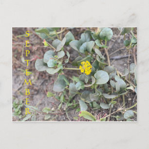 CELEBRAÇÃO DA COR DA CALIFÓRNIA: CARTÃO POSTAL