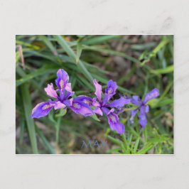 CELEBRAÇÃO DA COR DA CALIFÓRNIA: MAIO CARTÃO POSTA