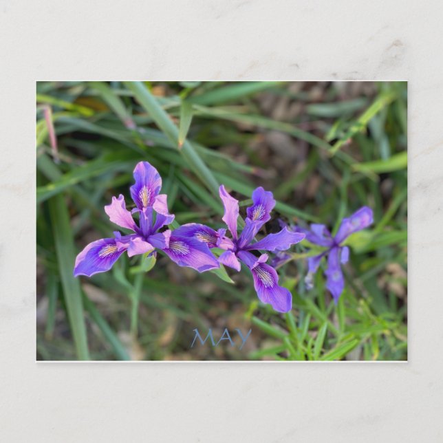 CELEBRAÇÃO DA COR DA CALIFÓRNIA: MAIO CARTÃO POSTA (Frente)