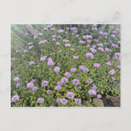 CELEBRAÇÃO DE COR DA CALIFÓRNIA: CARTÃO POSTAL DE