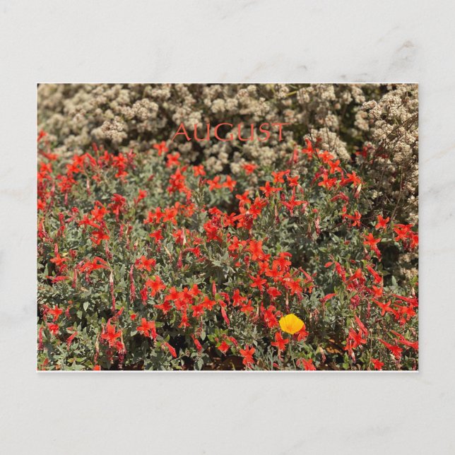 CELEBRAÇÃO DE CORES DA CALIFÓRNIA: CARTÃO POSTAL D (Frente)