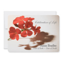 Celebração do Geranium do Anúncio do Funeral da Vi