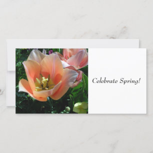 Celebrar Primavera!