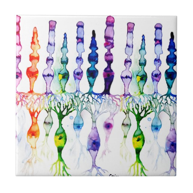 Células de cone e neurônio bipolar da retina (Frente)