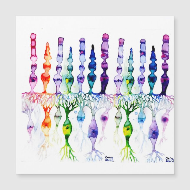 Células de cone e neurônio bipolar da retina (Frente)