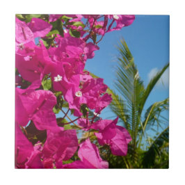 Cena da Natureza Tropical de Bougainvillea e Palm 