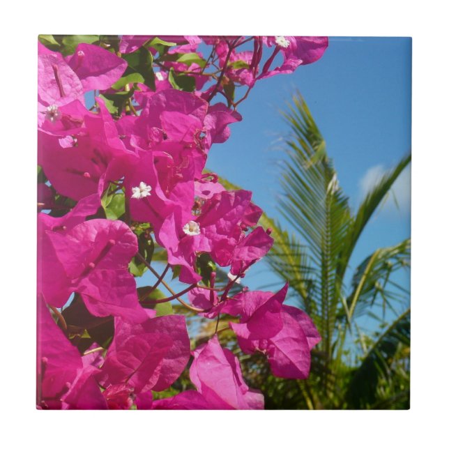 Cena da Natureza Tropical de Bougainvillea e Palm  (Frente)