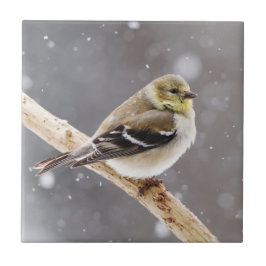 Cena da neve do pássaro do inverno - Goldfinch