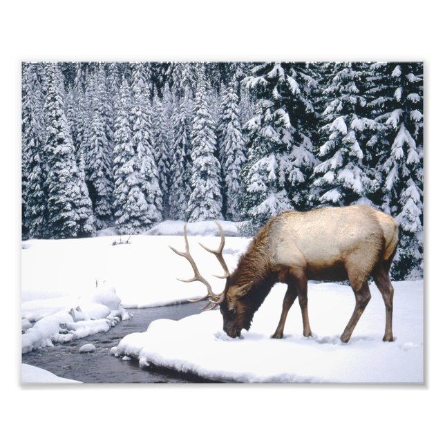 Cena de neve de alce Impressão de foto (Frente)