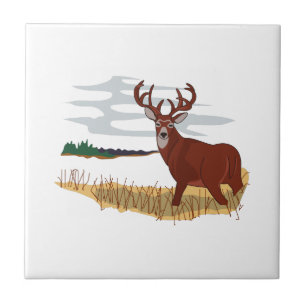 Cena dos cervos de Whitetail