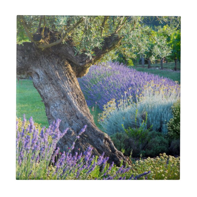 Cenário de jardim com flores, França (Frente)