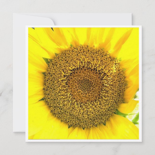 Centro de girassol (Frente)