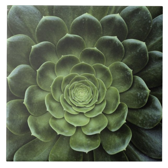 Centro do cacto (Frente)