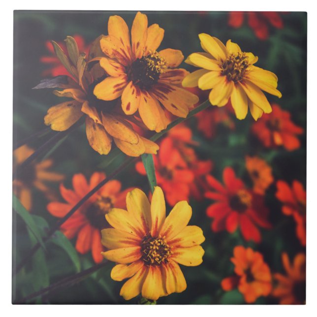 Ceramic Tile Yellow Orange Daisy Floral Botanical (Frente)