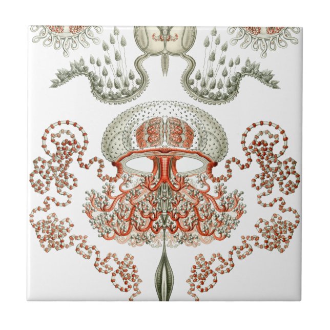 Cerâmica aquática das medusa do ~ de Haeckel do ~ (Frente)