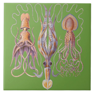 Cerâmica aquática do polvo de Haeckel da vida