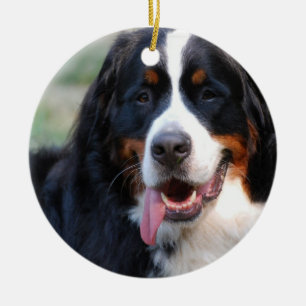 Cerâmica Cão de montanha de Bernese com os ornamento