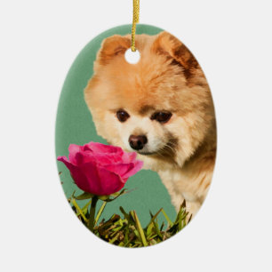 Cerâmica Cão de Pomeranian e ornamento cor-de-rosa