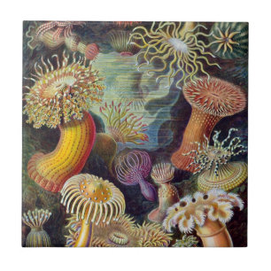Cerâmica das anêmonas de mar de Haeckel