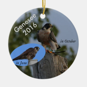 Cerâmica Ornamento 2016 de Genesee - na plumagem adulta