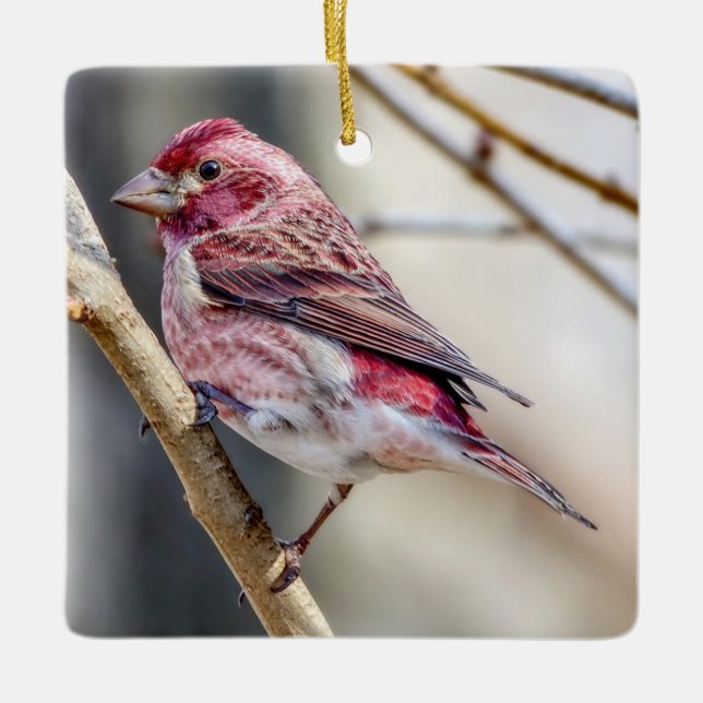 Cerâmica Ornamento de Finch Roxo (Frente)