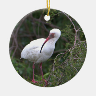 Cerâmica Ornamento de Foto Ibis Branco