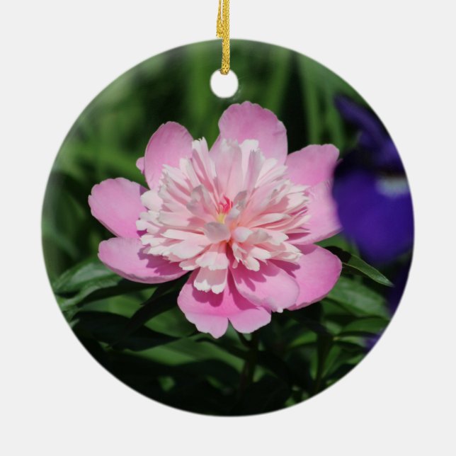 Cerâmica Ornamento de Pequim Rosa (Traseira)