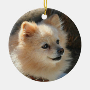Cerâmica Ornamento de Pomeranian