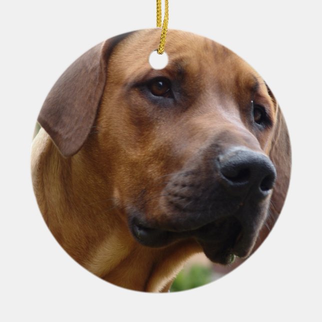 Cerâmica Ornamento de Rhodesian Ridgeback (Frente)