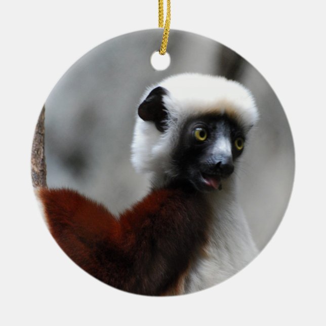 Cerâmica Ornamento do Lemur de Sifaka (Frente)