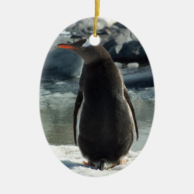 Cerâmica Ornamento do pinguim de Gentoo (Frente)
