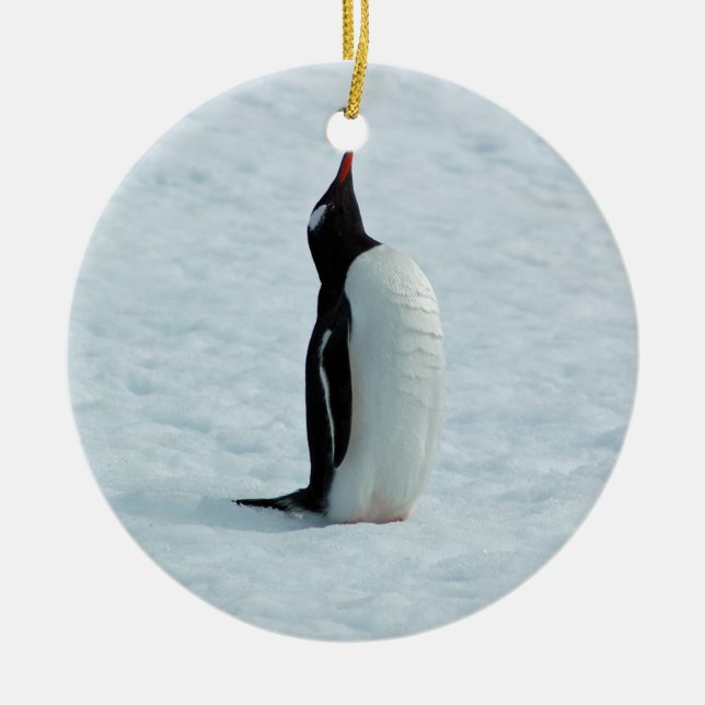 Cerâmica Pinguim de Gentoo no ornamento da Antártica (Frente)
