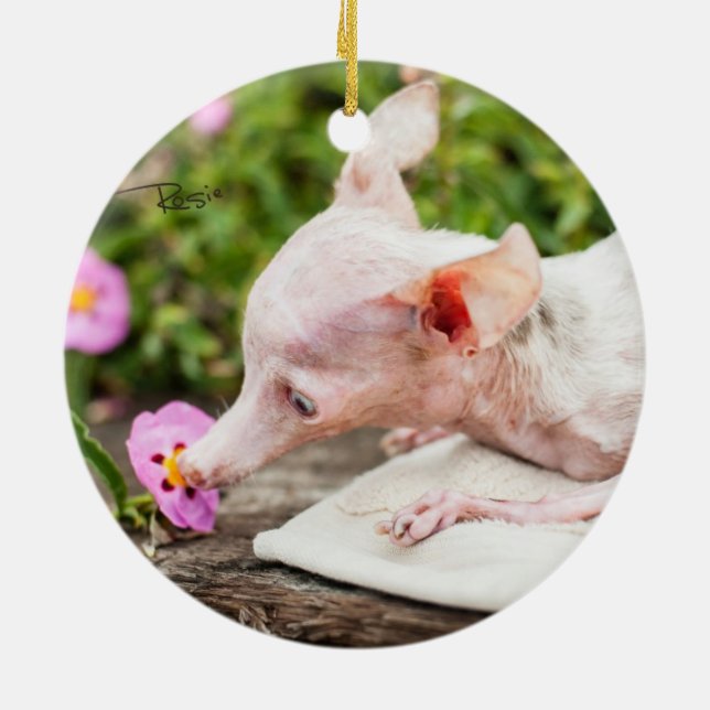 Cerâmica Tudo ornamento da foto de Rosie (Traseira)