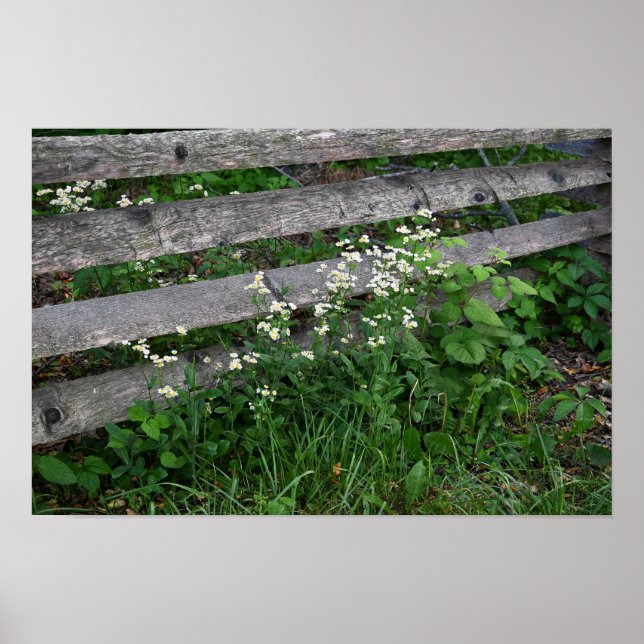 Cerca com Poster de flores selvagens (Frente)