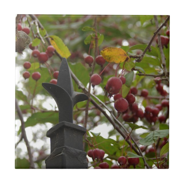 Cerca e maçaricos (Frente)