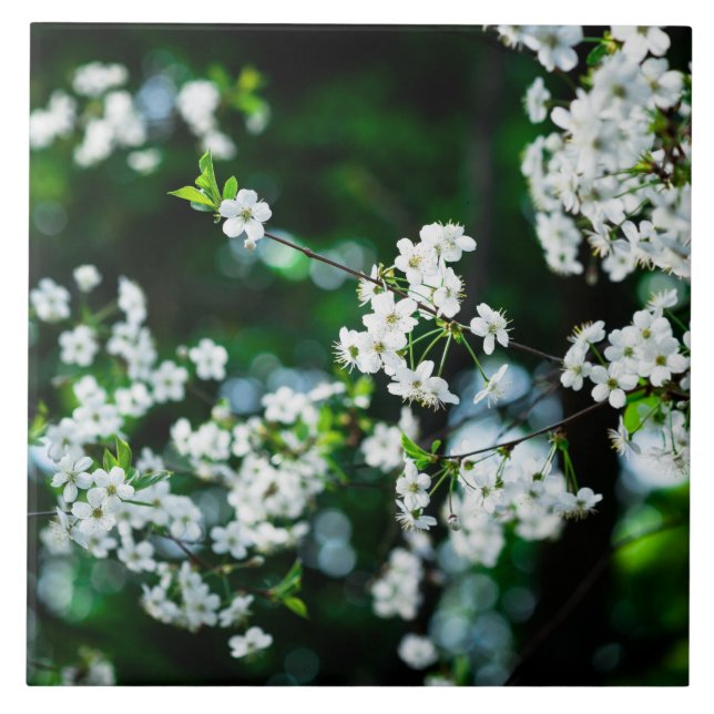 Cereja branca floresce folhas verdes (Frente)