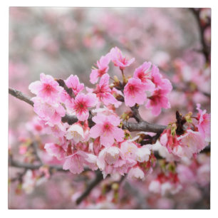 Cereja floresce no Japão, cor-de-rosa bonito úni