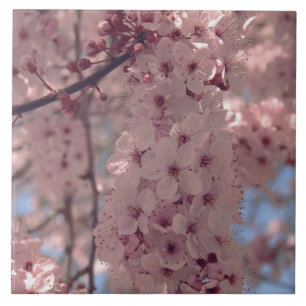 Cereja floresce no Japão cor-de-rosa bonito únic