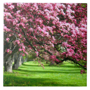 Cereja floresce no Japão cor-de-rosa bonito únic