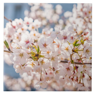 Cereja floresce no Japão cor-de-rosa bonito único