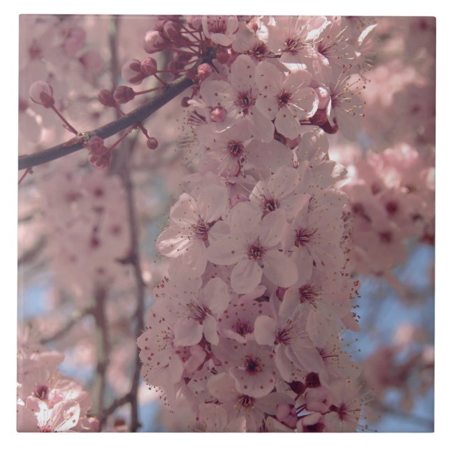 Cereja floresce no Japão cor-de-rosa bonito único (Frente)